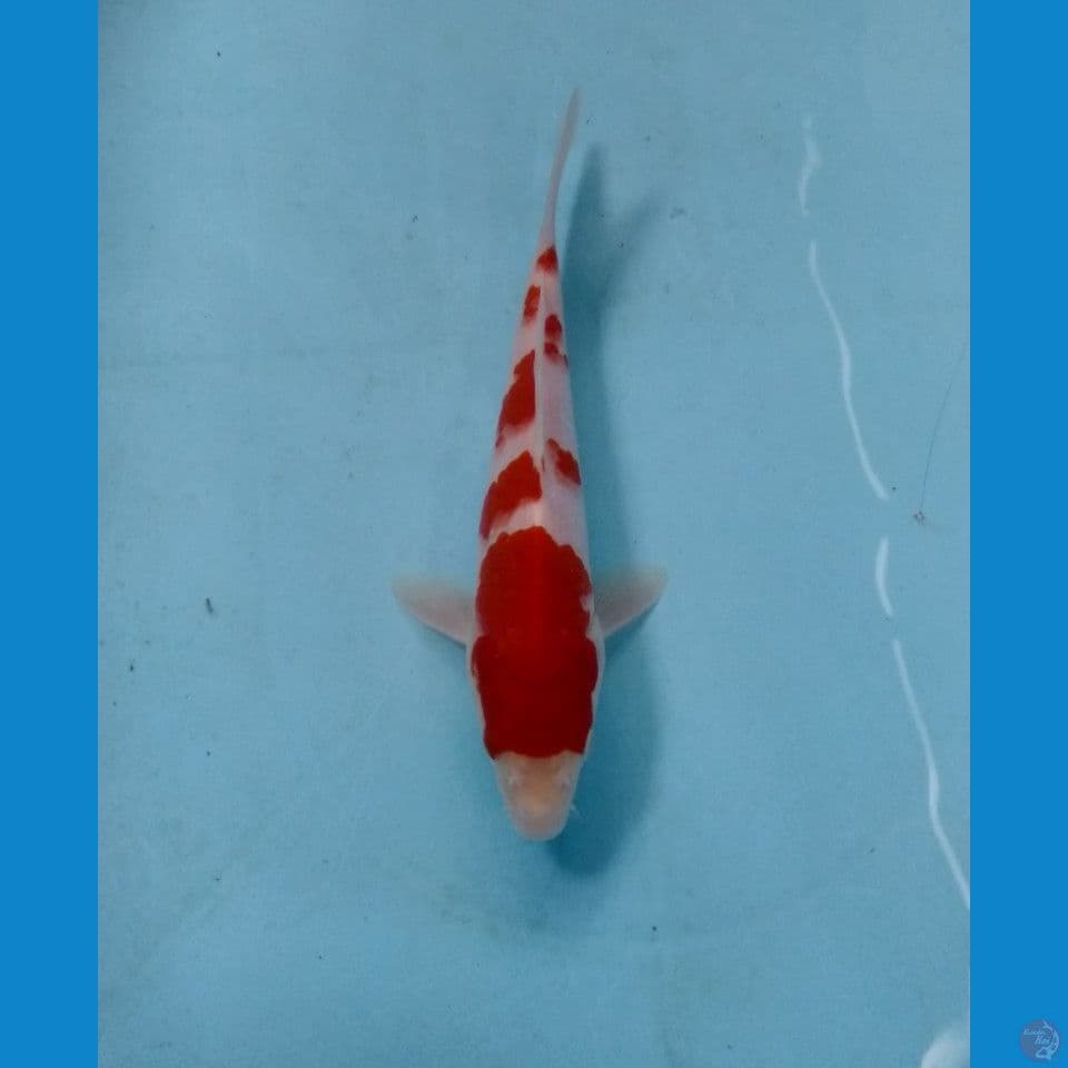 kohaku 18cm