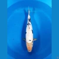 Shiro doitsu Male 45cm
