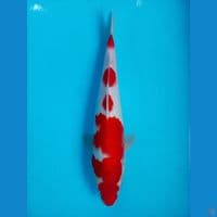Kohaku 35cm