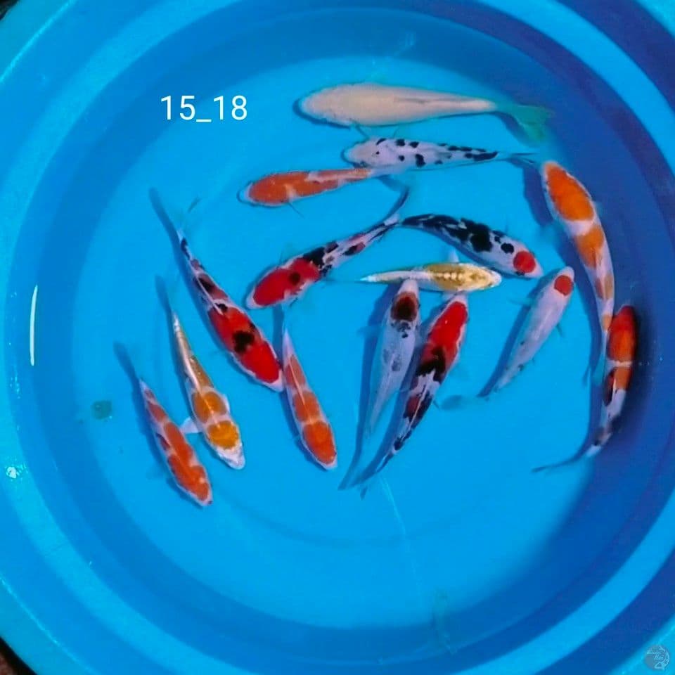 15_18cm 15ekor