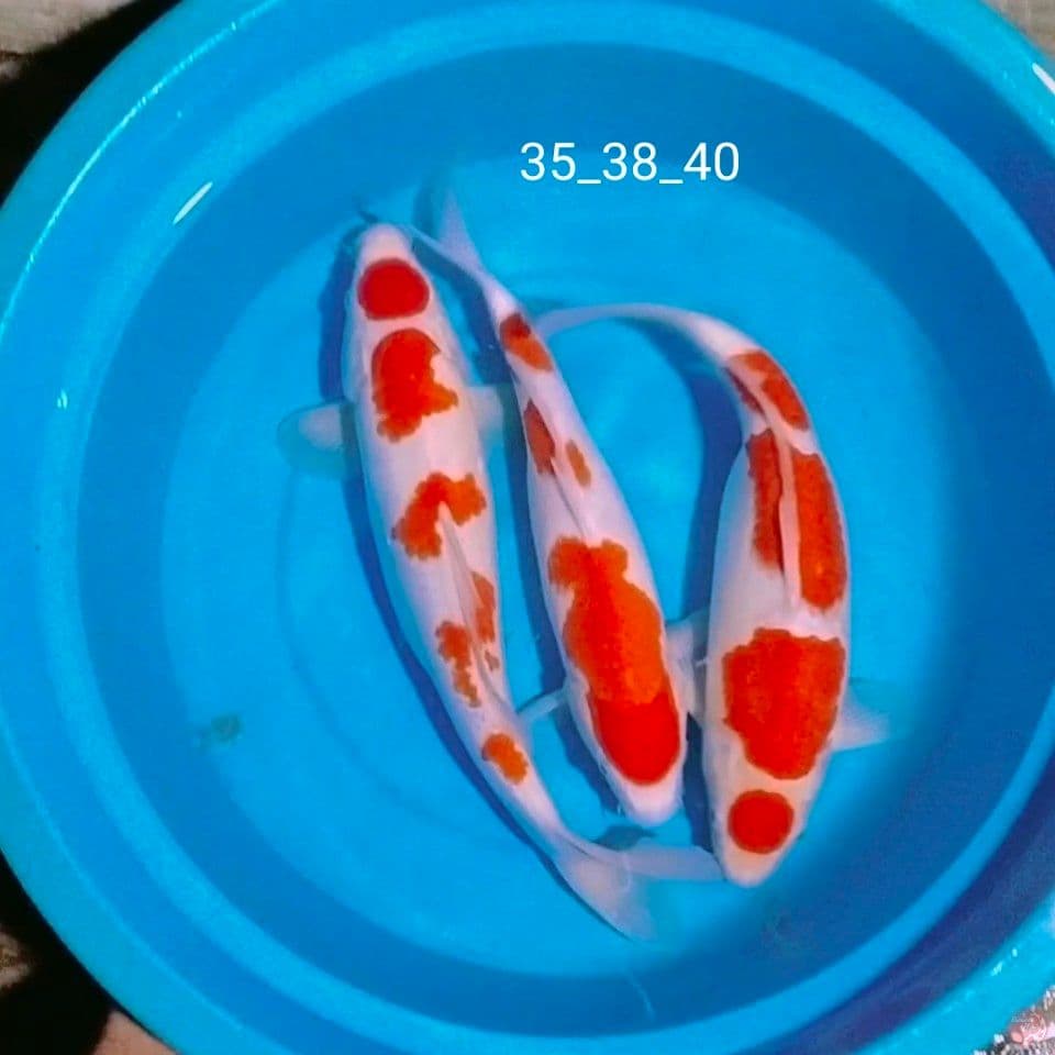 35_38_40cm