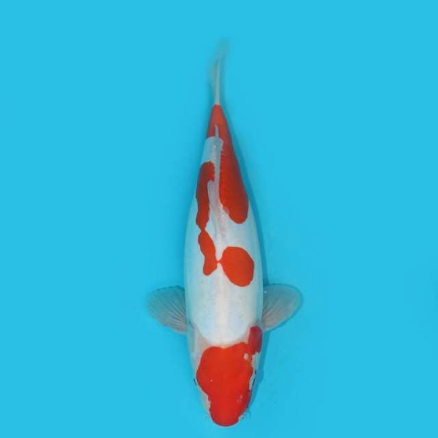 YG_KOHAKU DOITSU_34CM