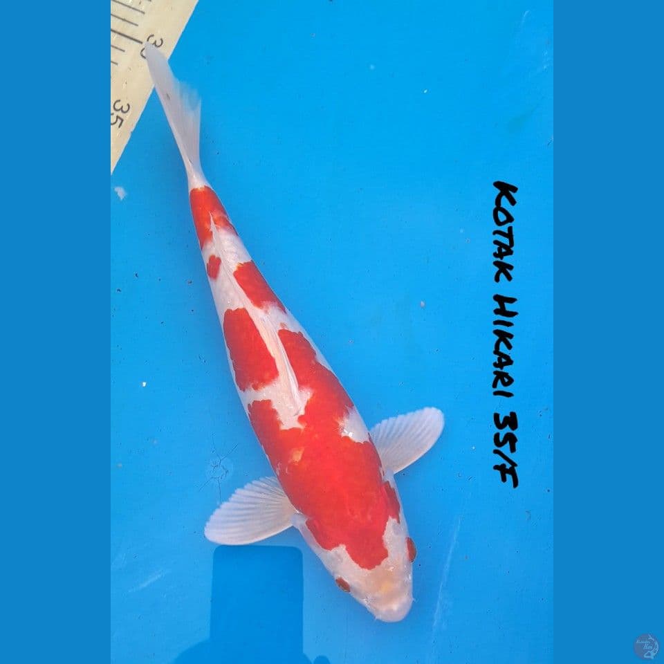 35/F KOHAKU HIKARI