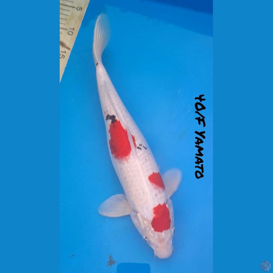40/F YAMATO NISHIKI 