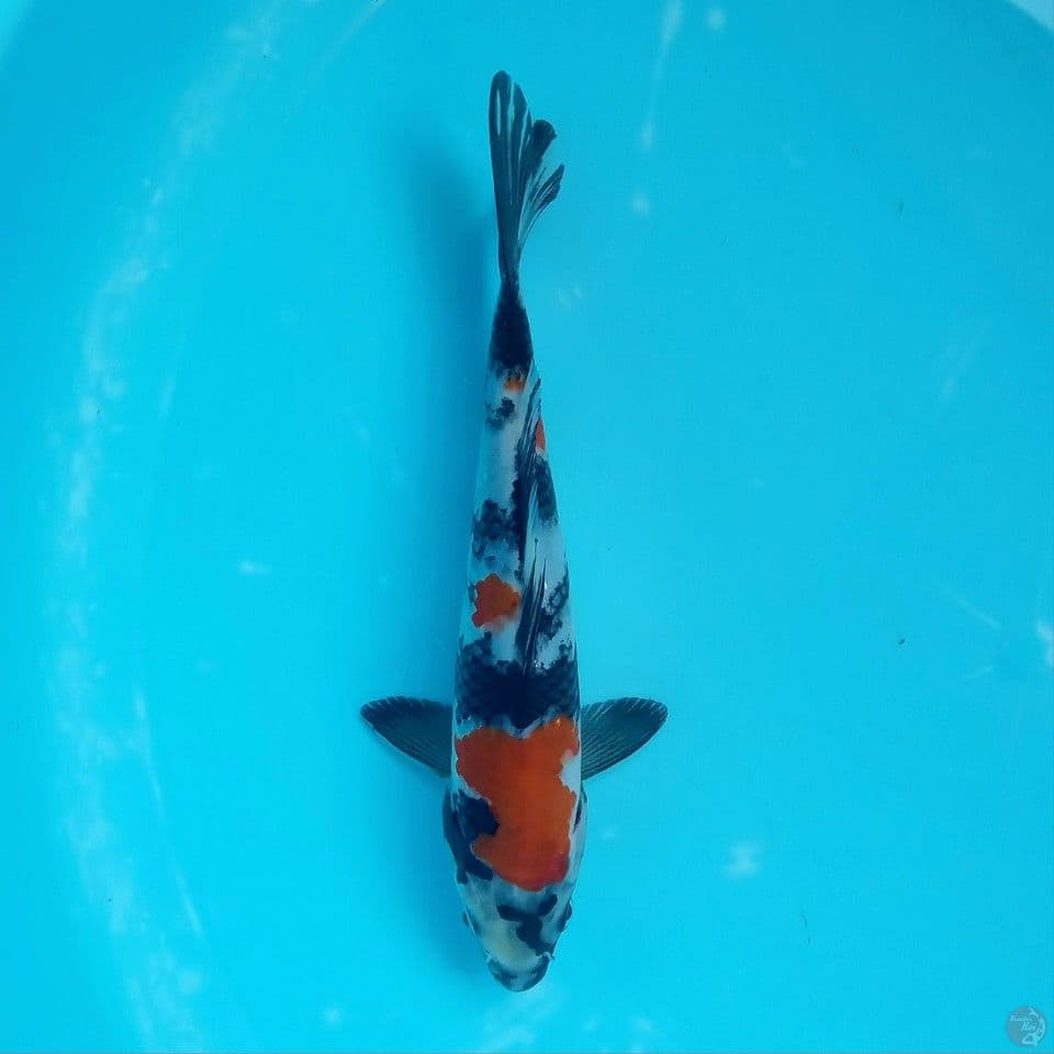 SHOWA EVO 20CM