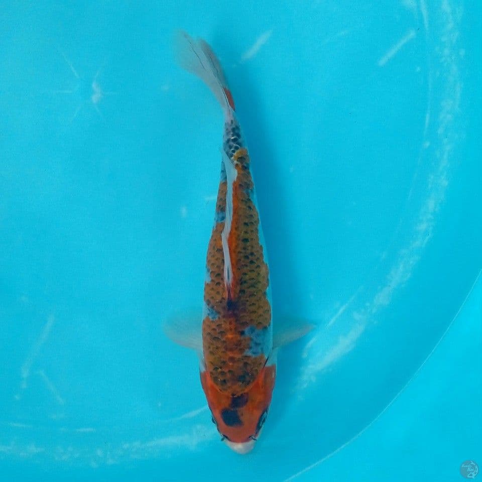 KURO GOSHIKI 27CM