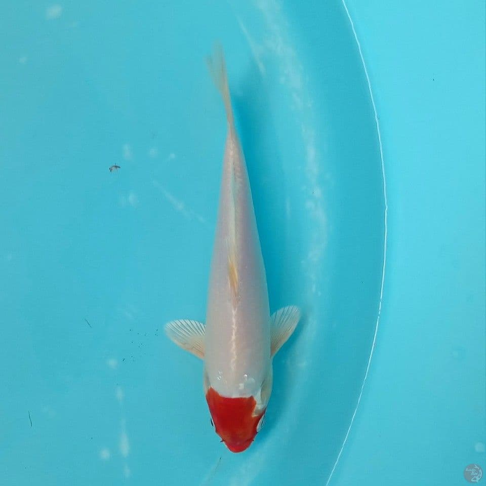 TANCHO HARIWAKE 21CM