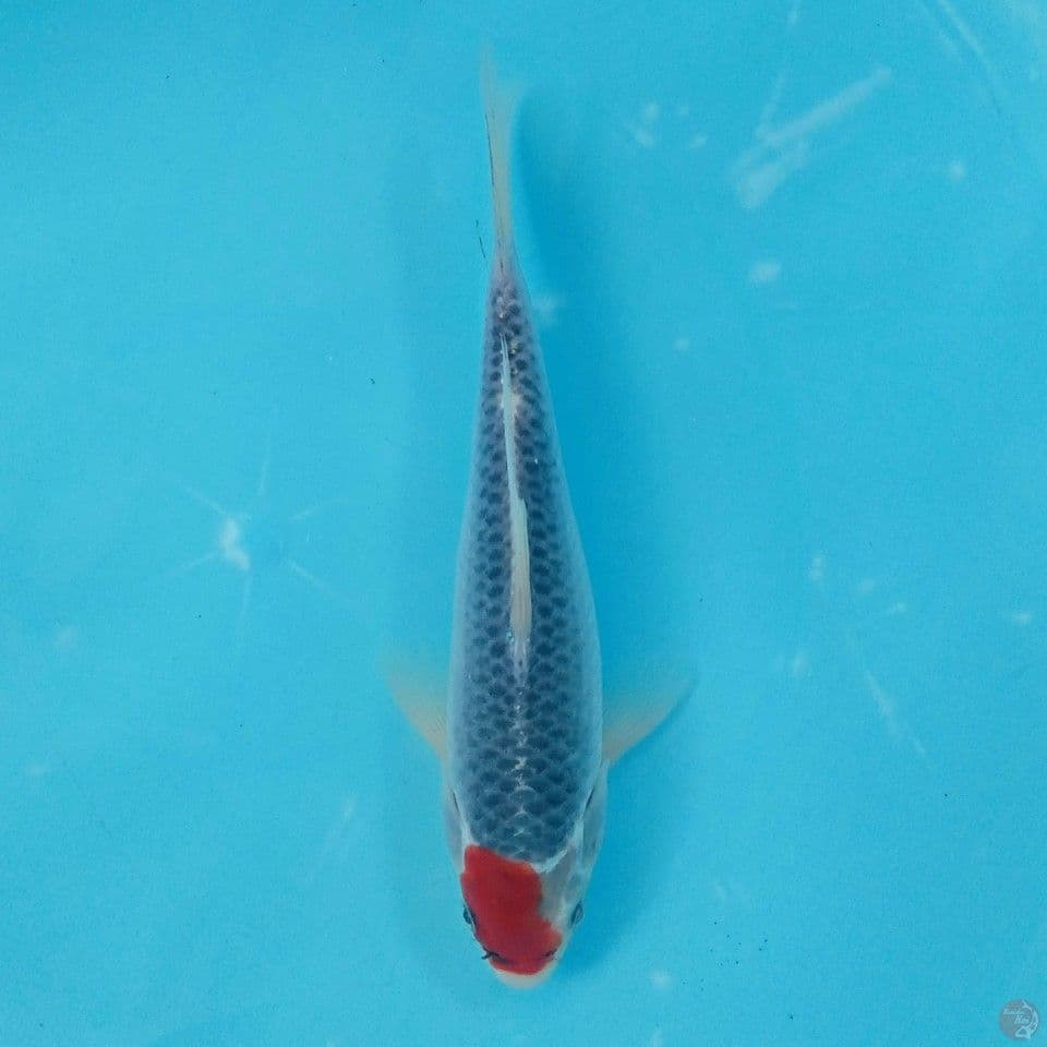 TANCHO GOSHIKI 21CM