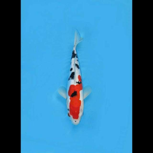Sanke Doitsu Finish 25cm