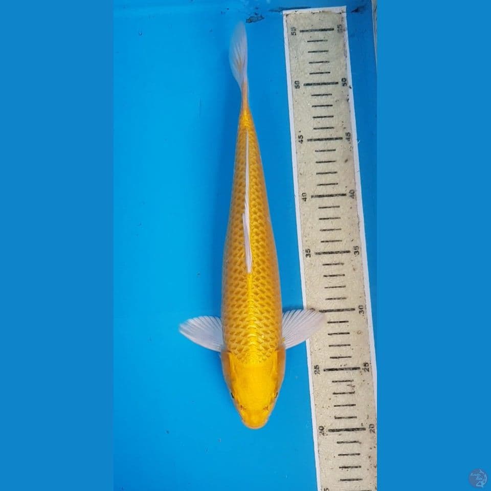 YAMABUKI OGON 33cm