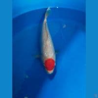 tancho strong jumbo 33cm