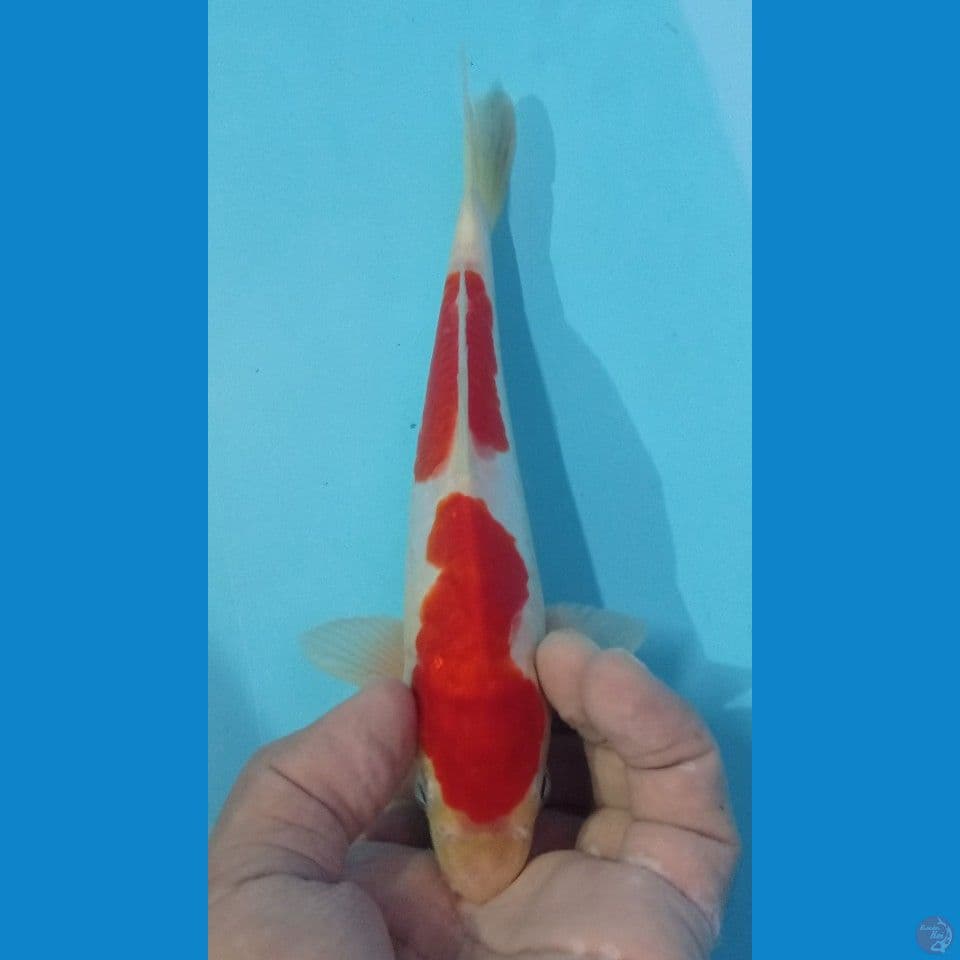 KOHAKU 22