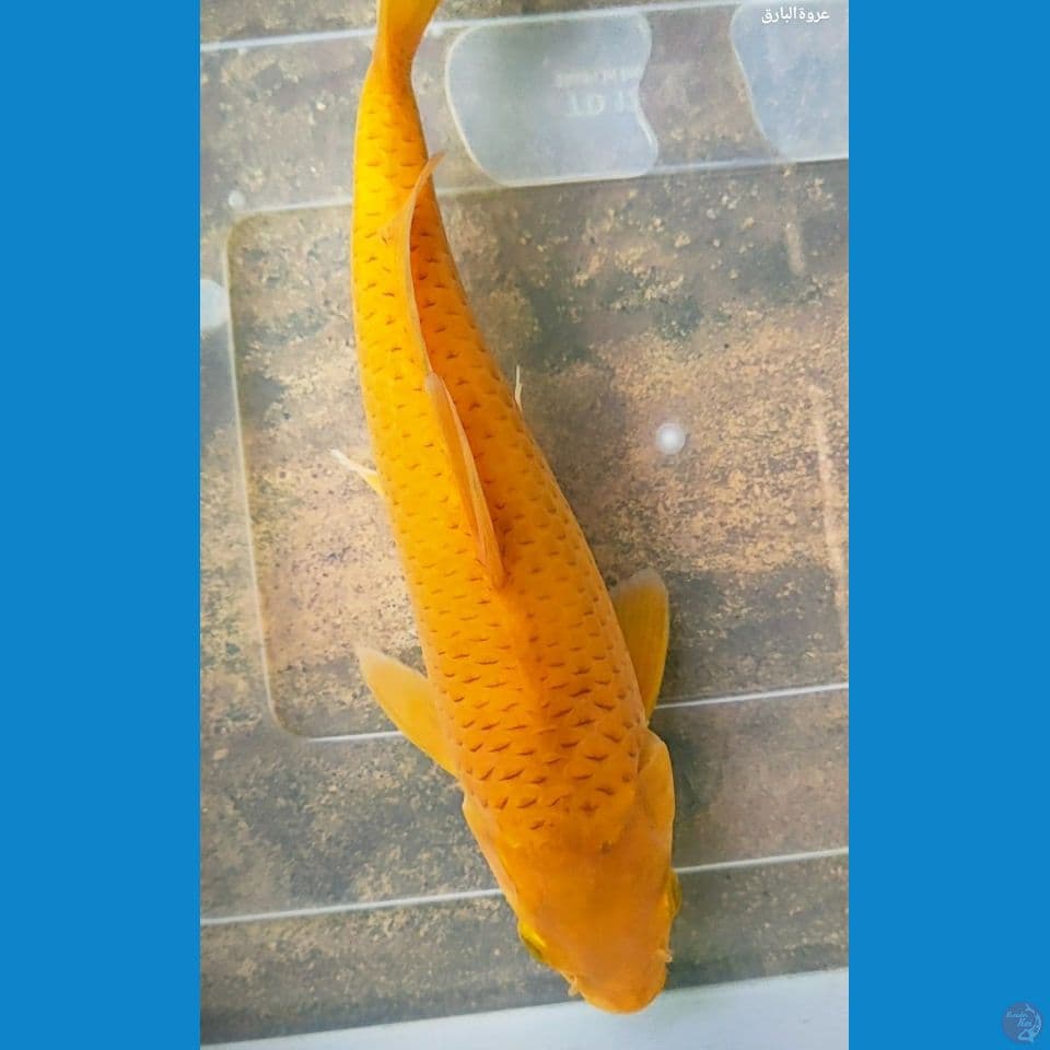 karamel 27 cm