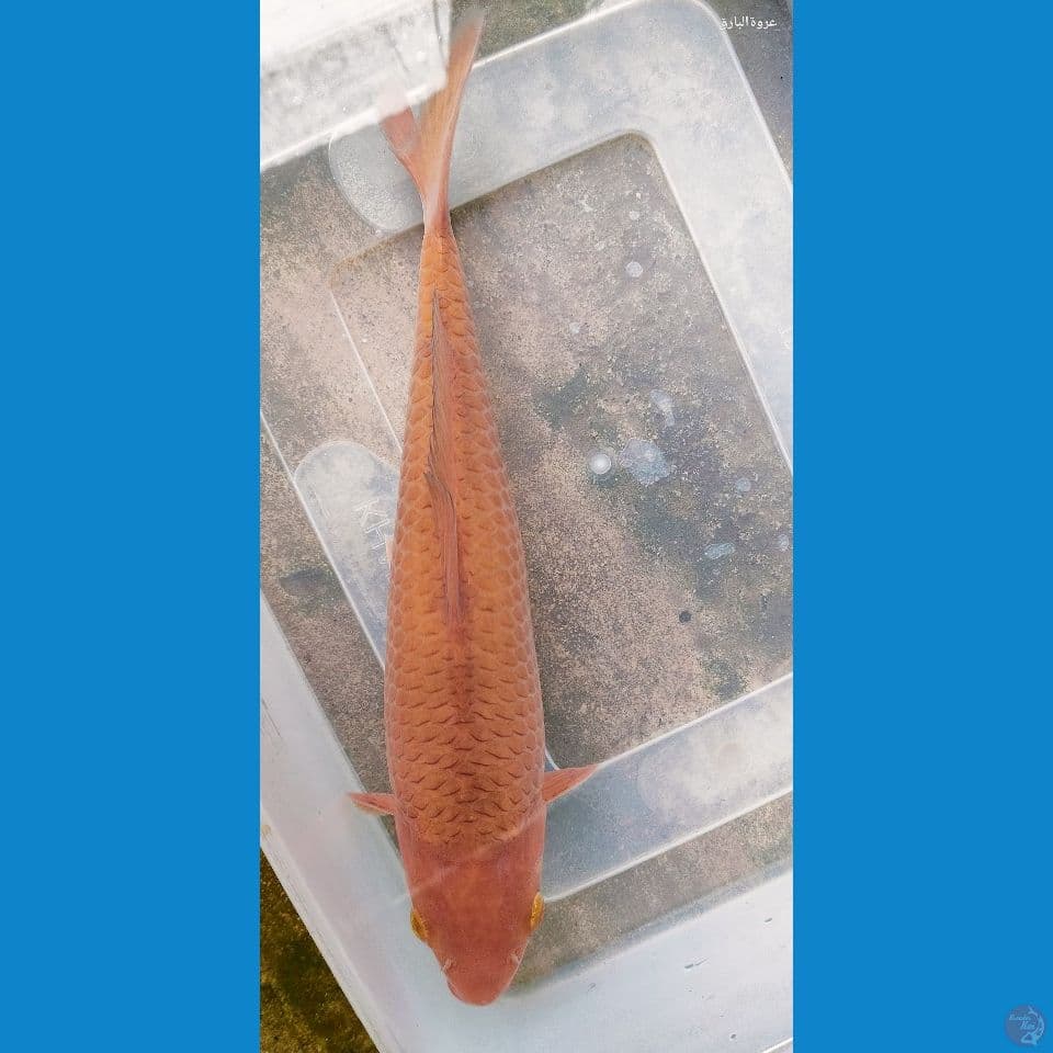 karamel 31 cm