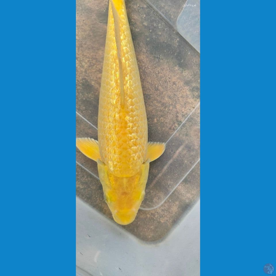 ginrin karamel 28 cm