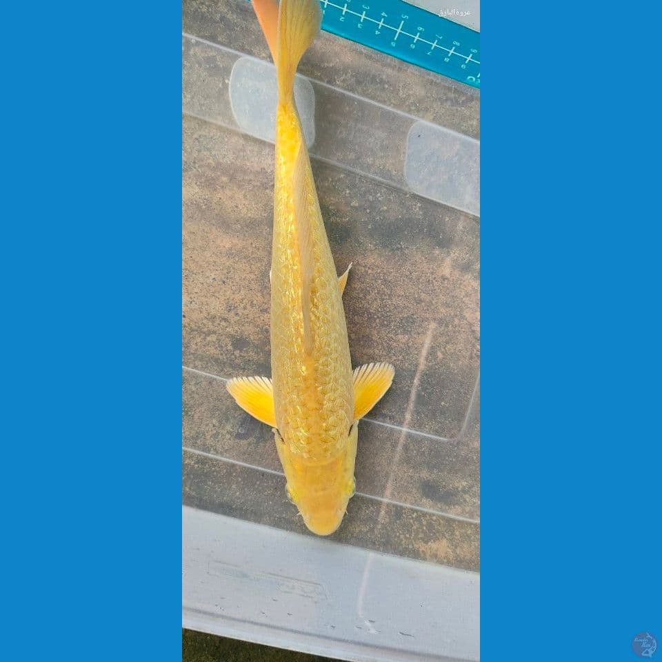 karael 27 cm