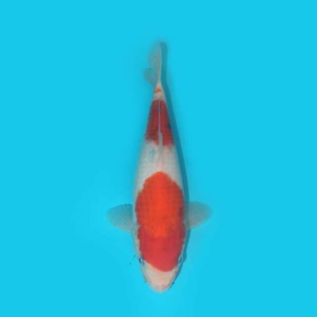 YG_SHOWA TATEGOI_25CM