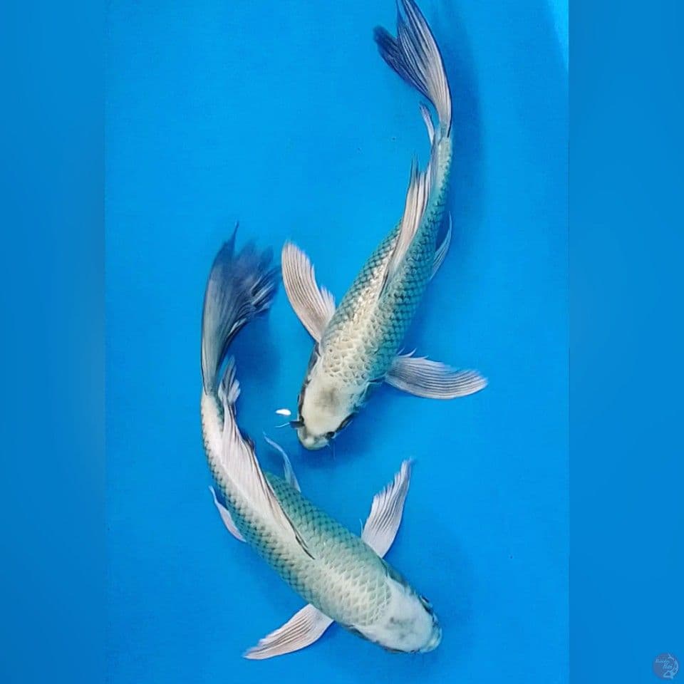 KUMPAY MUKASI SLEYER 25CM
