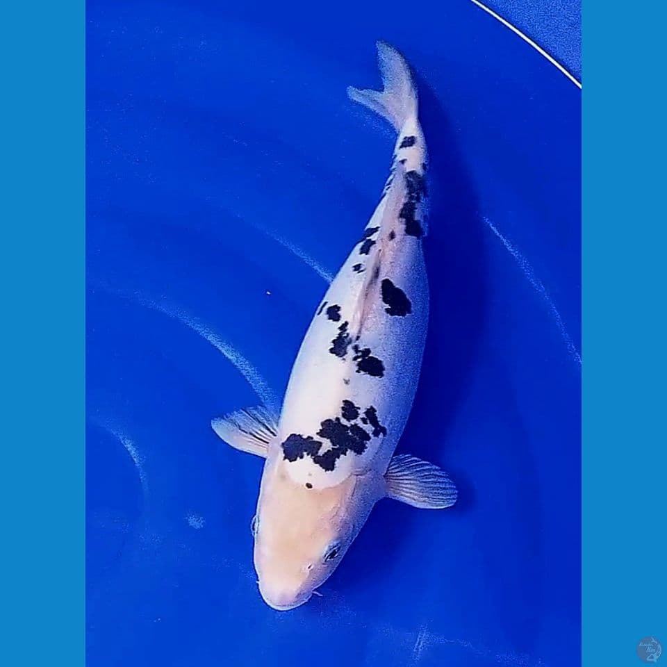 36 cm siputih doitsu murni shiro bekko fm 