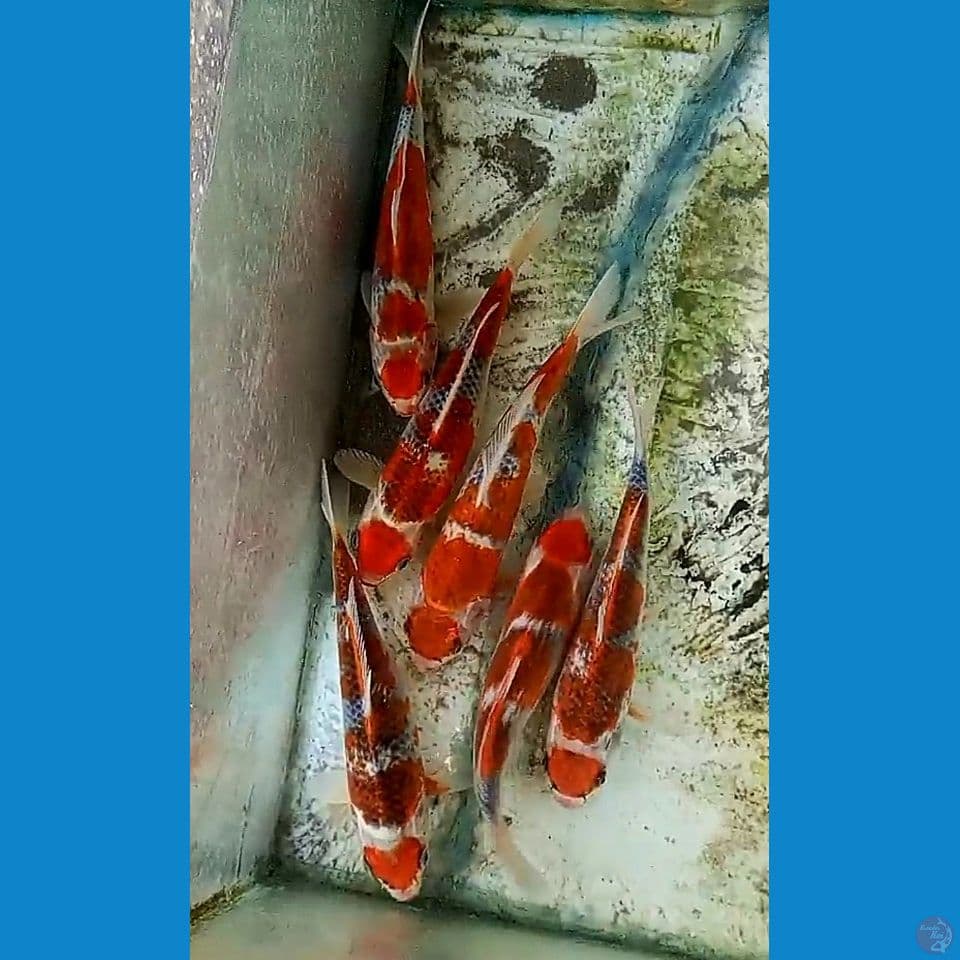 6 ekor 30cm goshiki