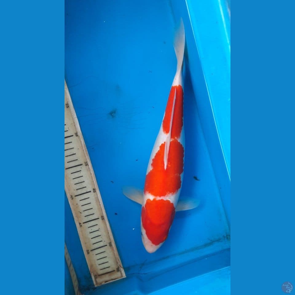 kohaku