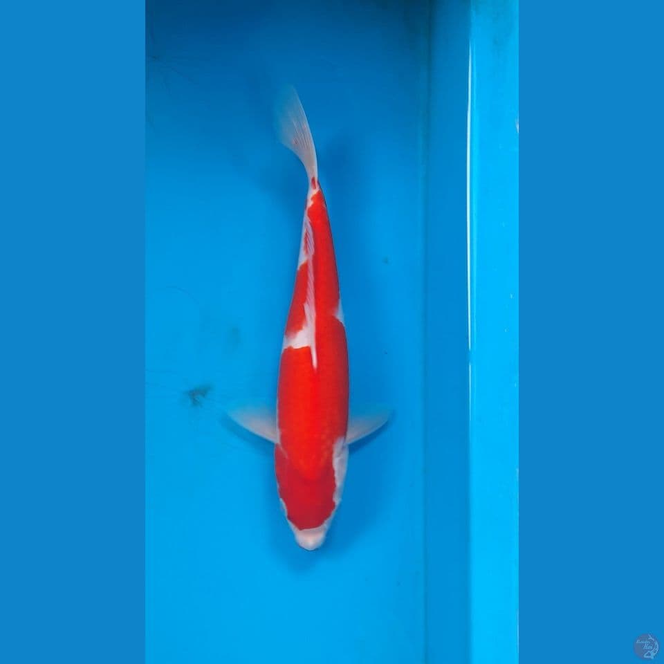 kohaku