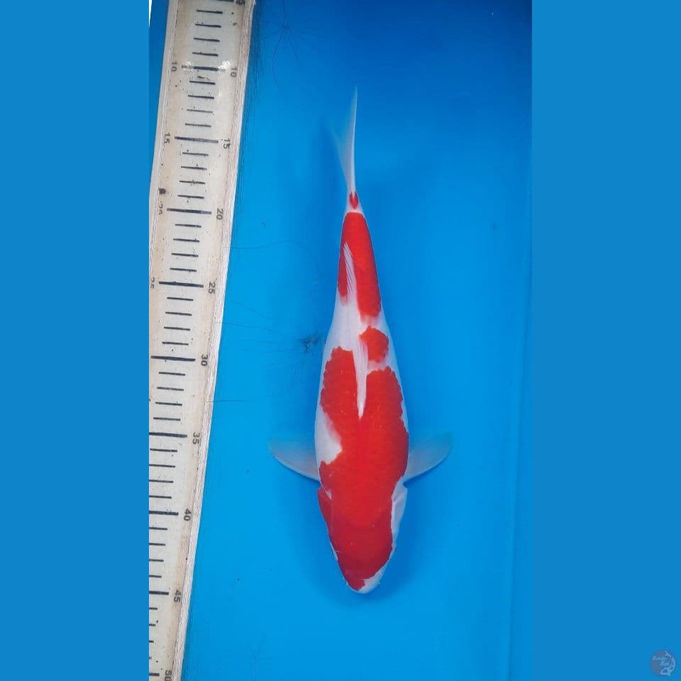 kohaku