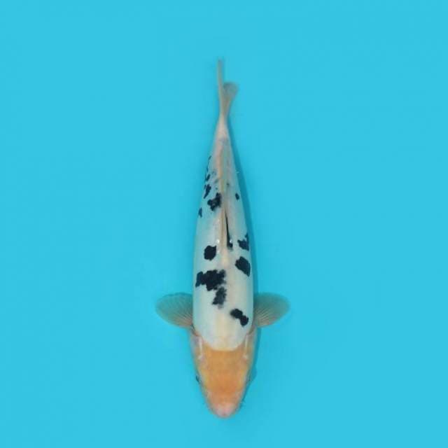 YG_BEKKO_25 CM