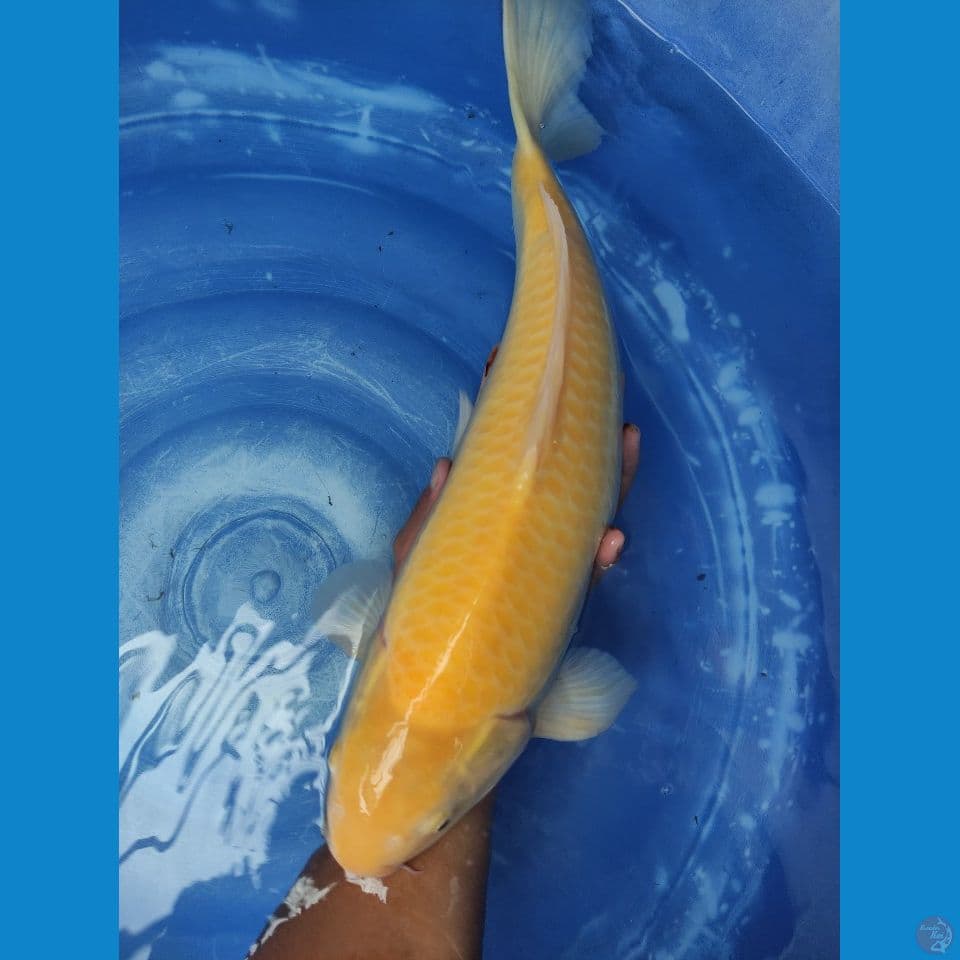Good Karashi MM. top fukurin M. 50 cm