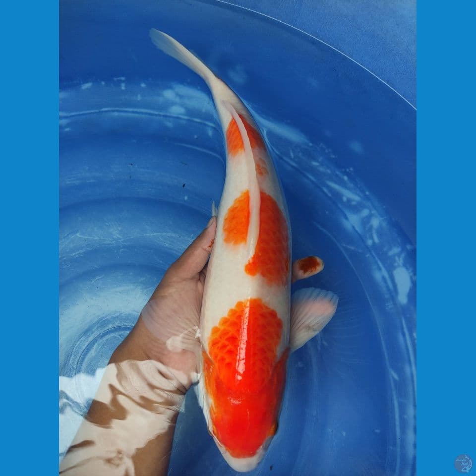 Good Kohaku M. 45 cm