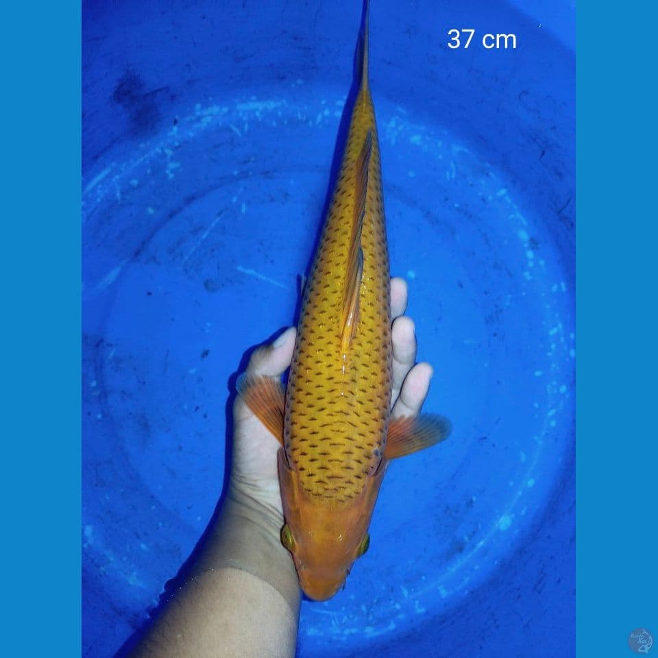 caramel Line Pak Purnadi 37 cm