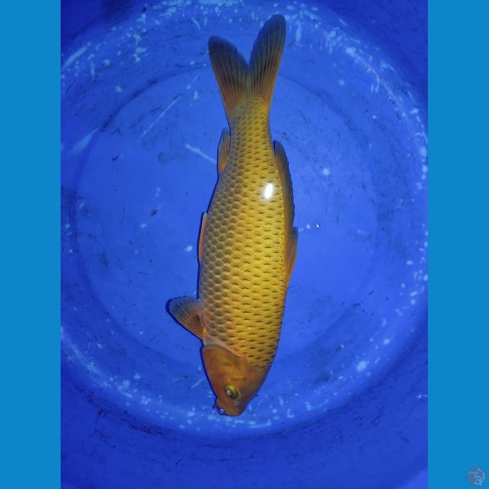caramel Line Pak Purnadi 37 cm