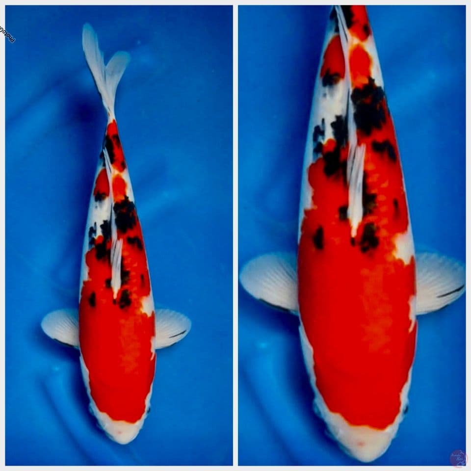 Sanke F1 sakai 37cm