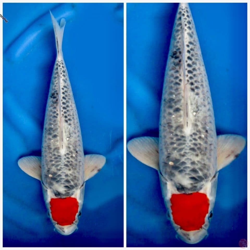 Tancho goshiki 40cm 