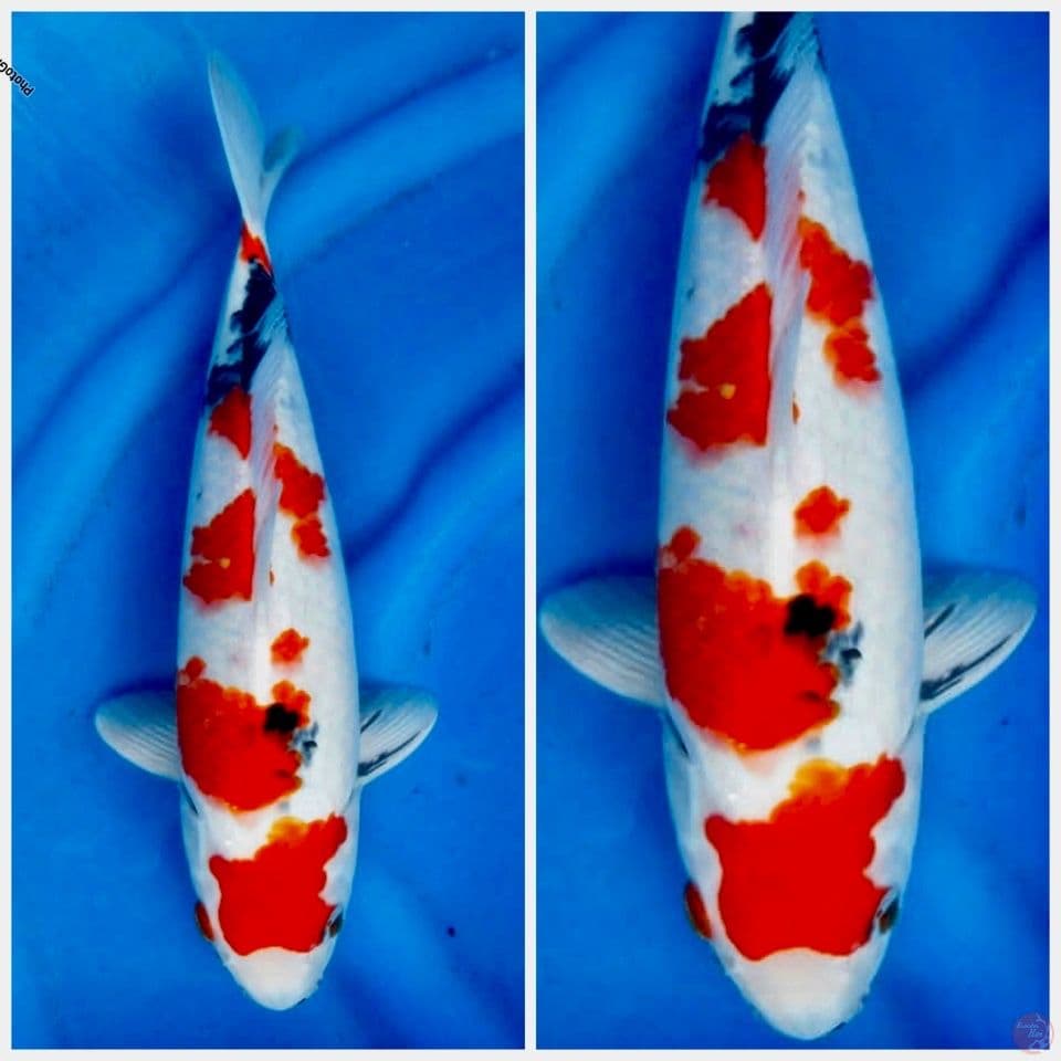 Kindai showa F1 sakai  35cm 