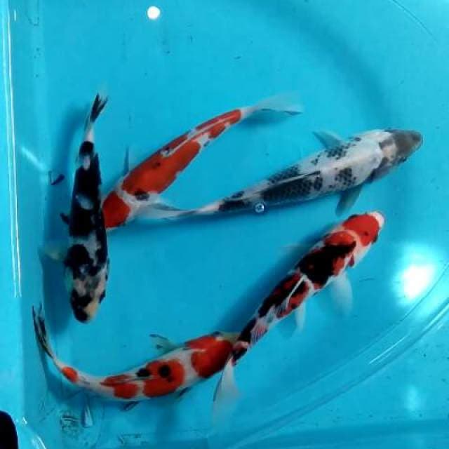 Lelang ulang