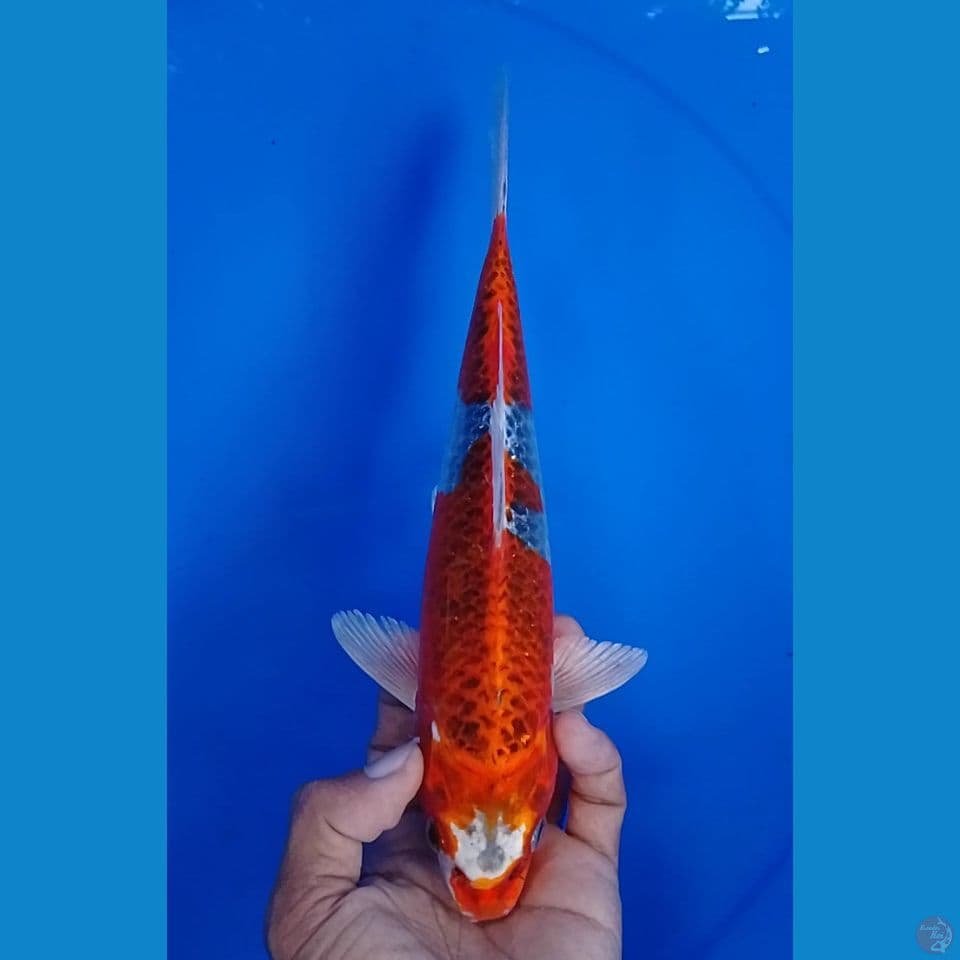 kujaku  size : 25 cm.m
