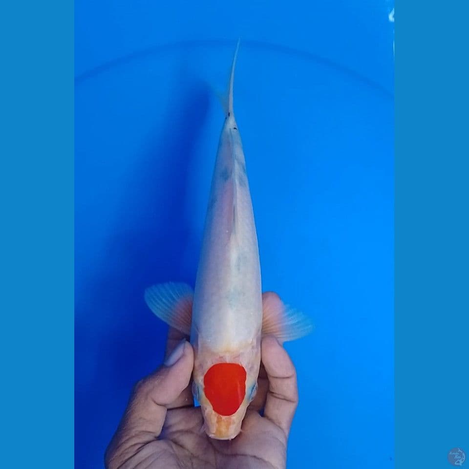 tc sanke size : 24 cm.m