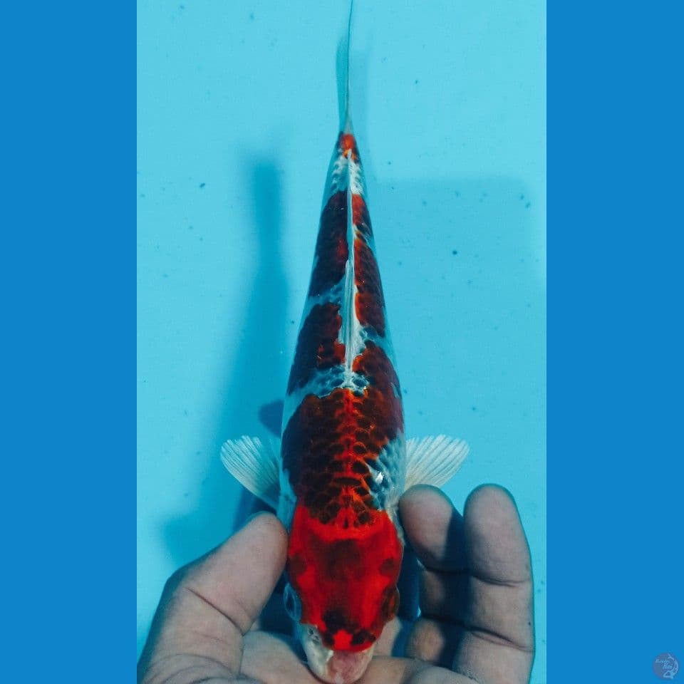 MERAH 25