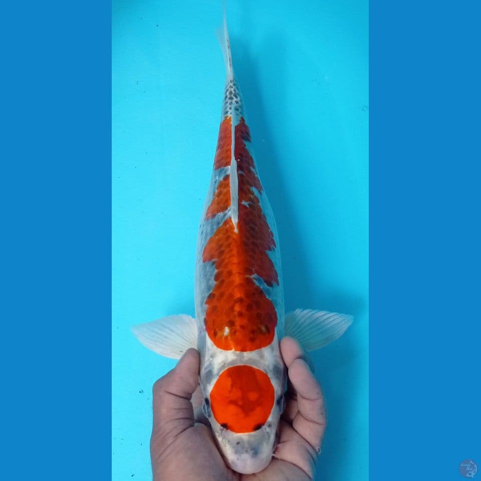 maruten 43