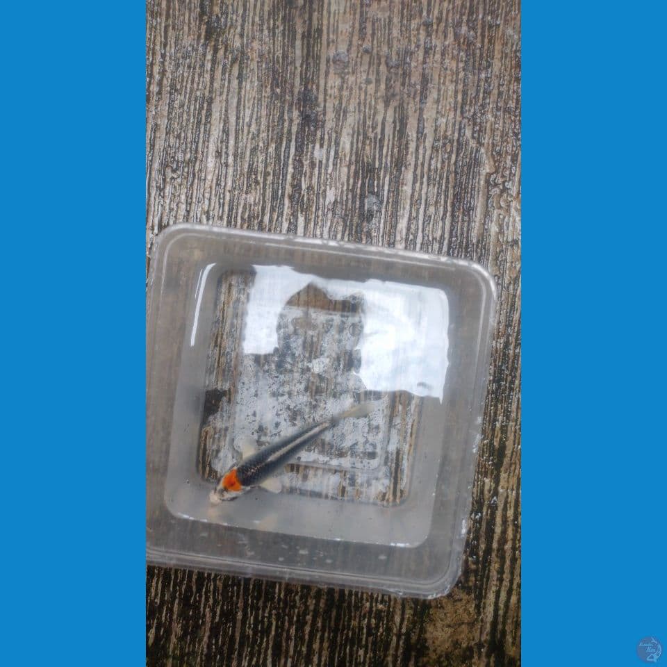 Tc. Kujaku 13cm™