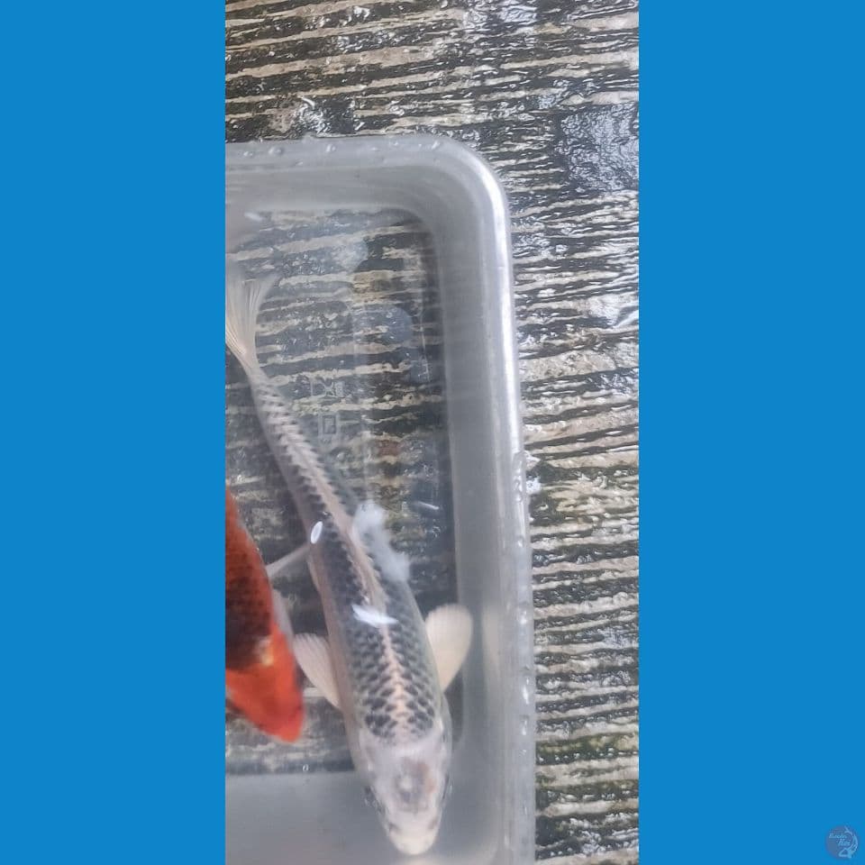 Gin Matsuba Male 17cm™