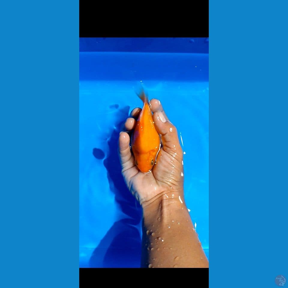 TAMASBA 15 CM 