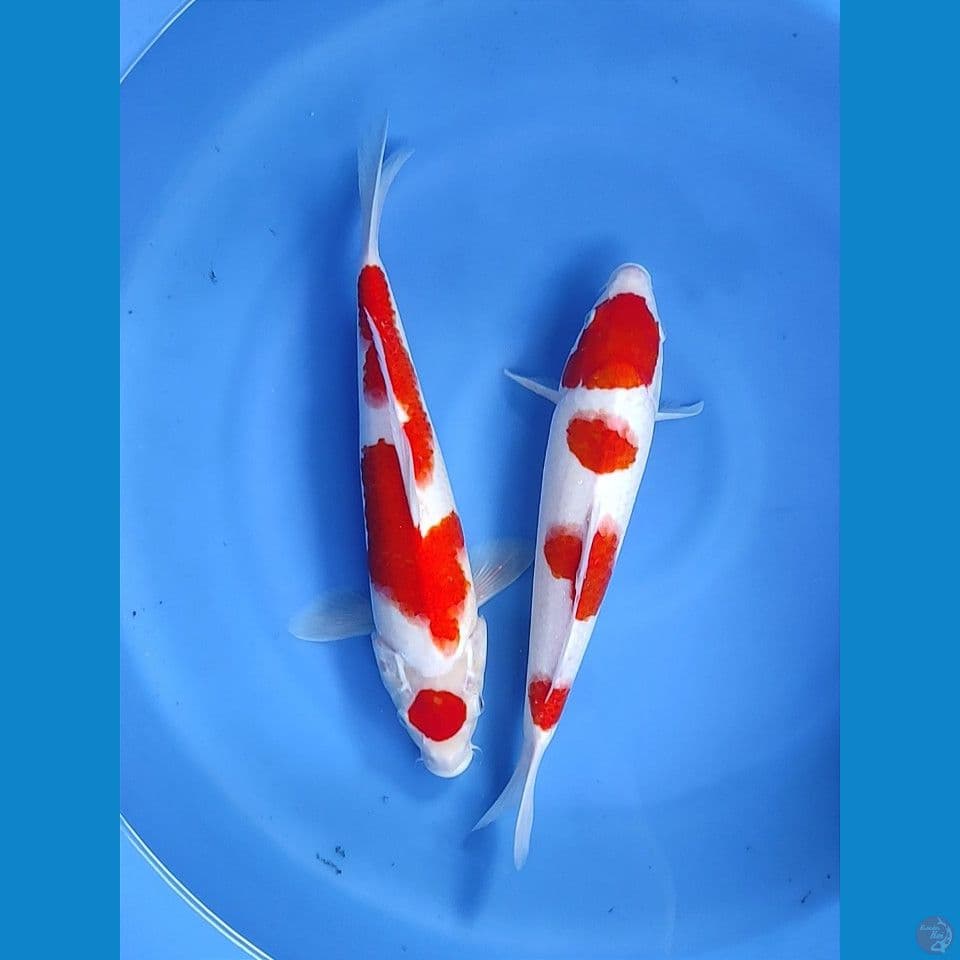 original kohaku 37-38cm