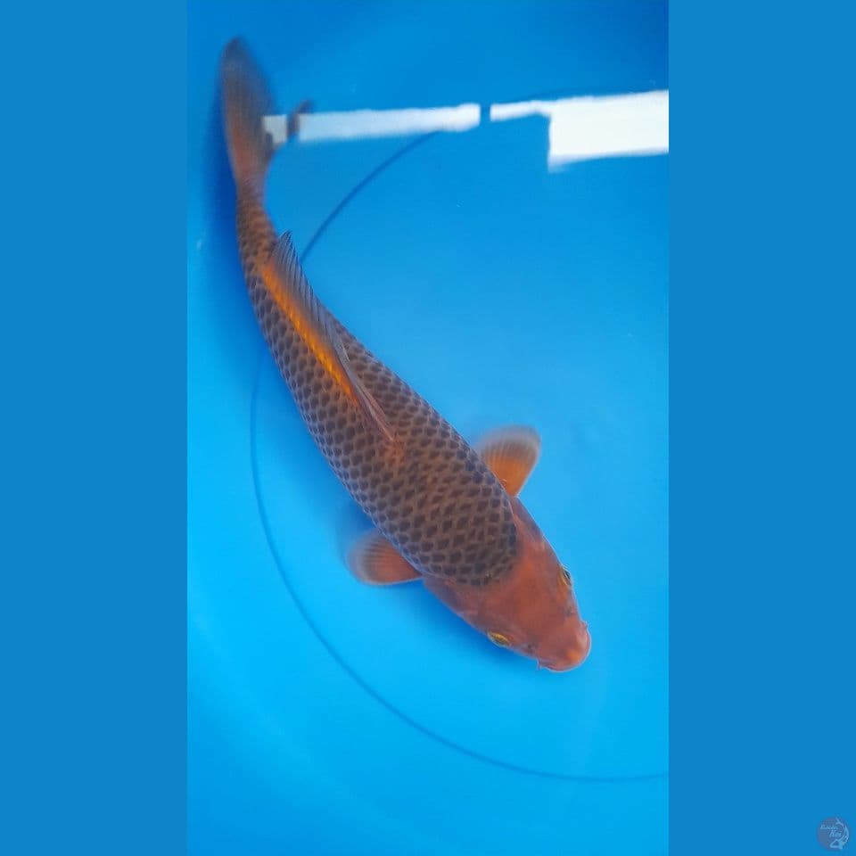 33cm CARAMEL HITAM MANIS