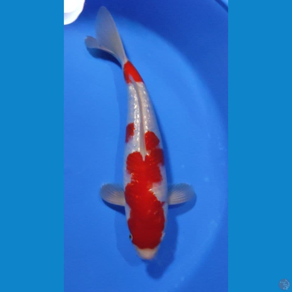 KOHAKU GINRIN RED STRONG 35CM - MALE