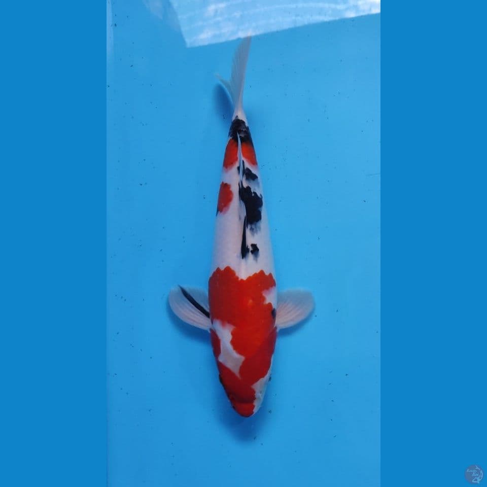 SANKE BAKAT JUMBO 33CM - FEEMALE