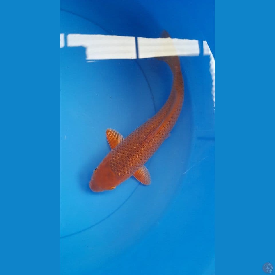 M 29CM CARAMEL