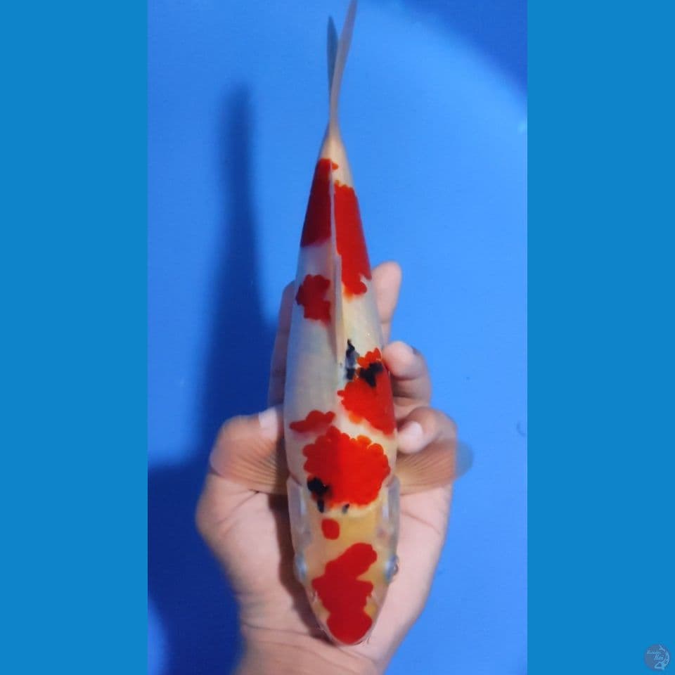 SANKE MARUTEN 25CM - MALE 
