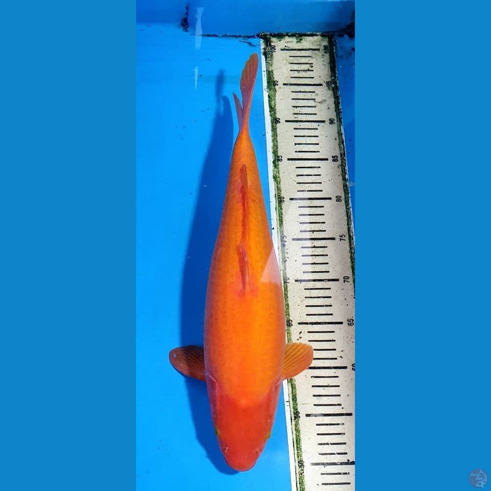 karashi mango 44cm